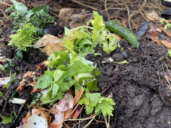 A compost heap with worms