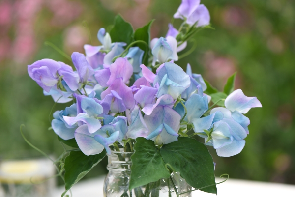 Sweet Pea Turquoise Lagoon