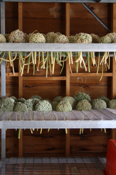 Saving allium seeds