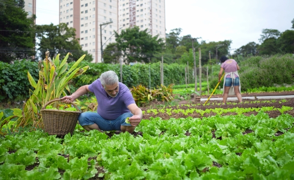 An older man picks lettuces