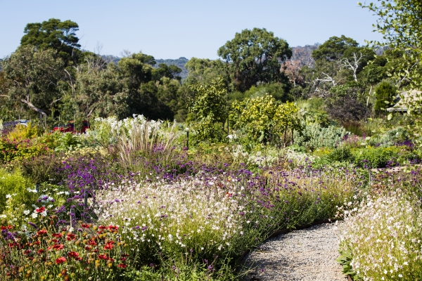 A flourishing garden