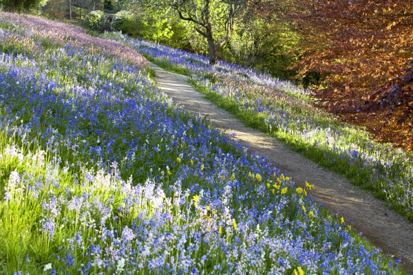 A meadow of bluebells