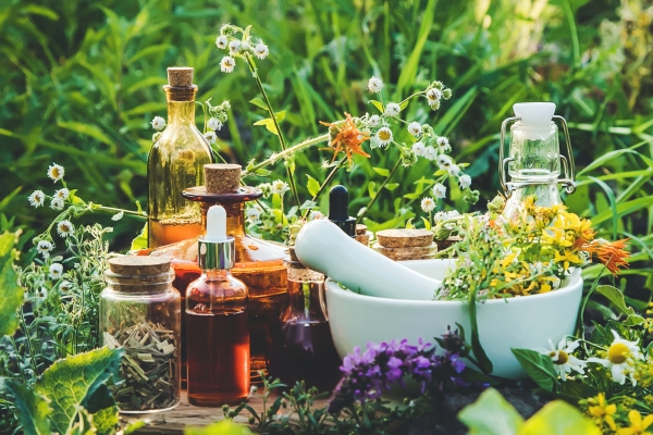 A collection of medicinal herbs