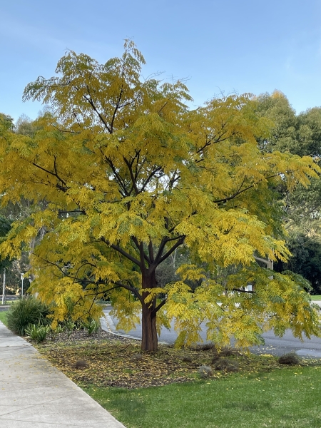 White cedar tree
