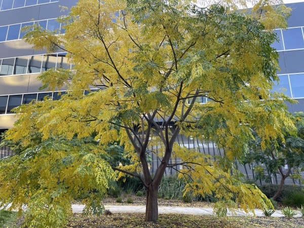 White cedar tree