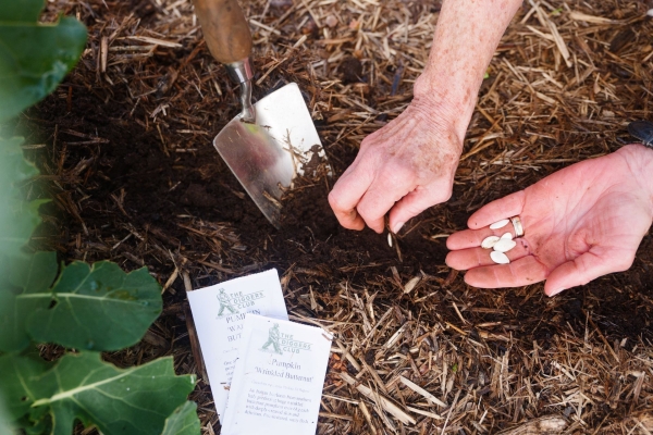 Hands sowing seeds