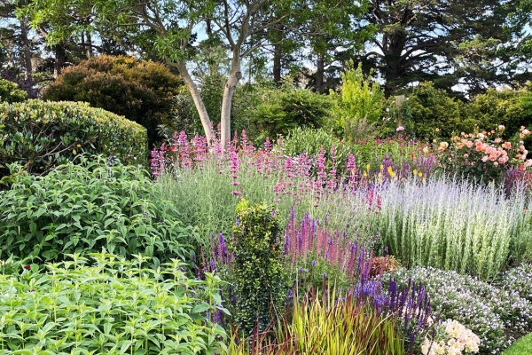 Di Johnson's garden