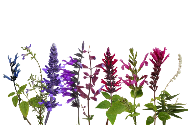 A spread of salvias